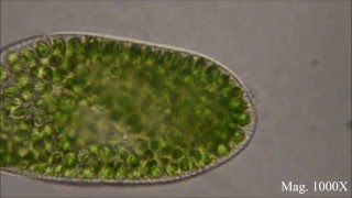 Paramecium busaria under the microscope [upl. by Eronaele]