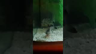 Paroon shark slo mo eating [upl. by Eedyaj]