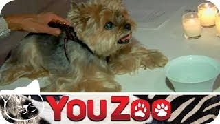 Luxus für den Hund │YouZoo [upl. by Akinwahs]