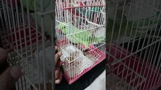 if you like parrot then subscribe the chanel [upl. by Werdnaed403]