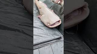 catfishing UK 2024 white catfish caught and released fishing freshwaterfishing catfish [upl. by Erdnoid]