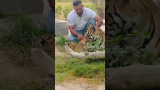 Tiger with cubs MashaAllah faiziwildlifefarm savethetigers savewildlife fazysheikh [upl. by Ettolrahs]