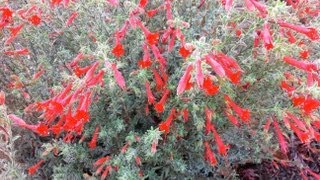 Epilobium canum Chaparral silver Zauschneria canum California Fuchsia [upl. by Sherwood]