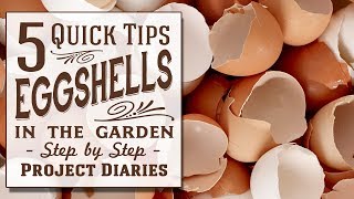 ★ How to Use Eggshells in the Garden 5 Quick Tips [upl. by Nivar734]