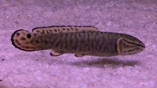 Bowfin Aquarium  Feeding [upl. by Weidar]