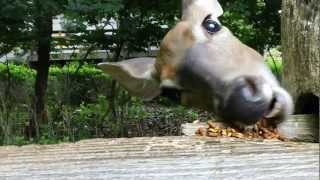 Deer eating food up close in HD [upl. by Lynnea]