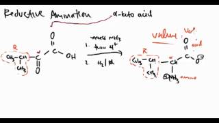 Amino Acid 19 Reductive Amination [upl. by Nomzzaj881]