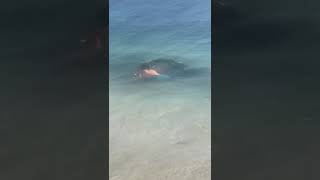 Swimming with a sea lion in Galapagos Islands Ecuador [upl. by Ninnetta896]