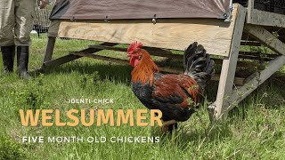 Welsummer 5MonthOld Chickens [upl. by Dorette]