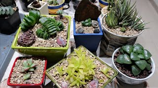 HAWORTHIA  How to Repot amp Propagate [upl. by Suzzy]