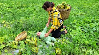 Harvest giant melons to sell at the market  build a farm  Daily life of a single mother [upl. by Solon677]