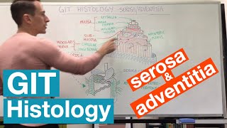 Serosa and Adventitia  GIT Histology [upl. by Thisbe]