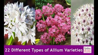 22 Different Types of Allium Varieties [upl. by Atrim]