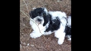 Trained Australian Labradoodle Puppies [upl. by Eetnom]