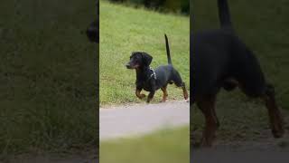 How Dogs Communicate Through Tail Movements dog doglovershorts [upl. by Starlin]