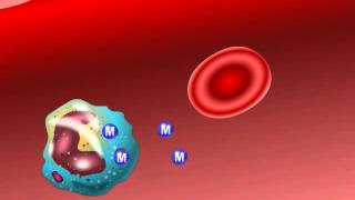 Uptake and Delivery of Antibiotic Macrolides by Phagocytes [upl. by Akaenahs]