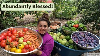 Largest Garden Harvest of 2021 and Bunny Update [upl. by Jevon]