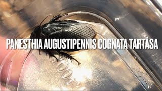 A szobrász csótány Panesthia augustipennis cognata tartása  Insect Breeding Hungary [upl. by Rj]