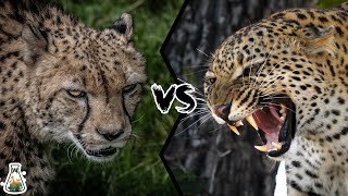 Cheetah VS Leopard  Who Would Win [upl. by Joo]