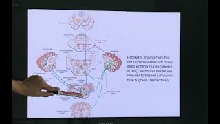 Neuroanatomy of the Cerebellum Part 2 Cerebellum Part 2 [upl. by Rayshell]