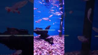 Beautiful Bloodfin tetra Shoaling Blood Fin Tetras Tropical Fish tank Peaceful Community Fish [upl. by Rotsen581]