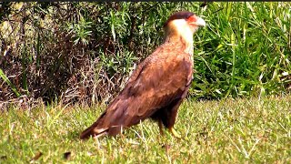 O carcará  caracaradecrista ou carcarádepoupa [upl. by Feetal]