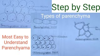 How to draw parenchymatous tissue  Types of parenchyma  Easy way [upl. by Eniak]