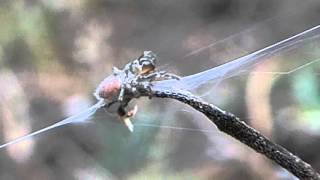 Atypus affinis spiderlings  Purseweb Spiders [upl. by Llerdnod]