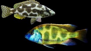 Livingstoni and Venustus cichlids  Tropical freshwater fish for sale [upl. by Adeline]