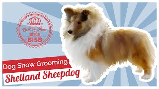 Dog Show Grooming How to Groom a Shetland Sheepdog [upl. by Ammej354]