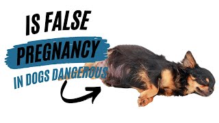 IS FALSE PREGNANCY IN DOGS DANGEROUS [upl. by Rillis]