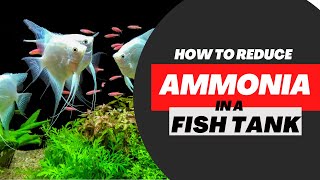 How To Reduce Ammonia In A Fish Tank FAST 10 Easy Steps [upl. by Pietra]