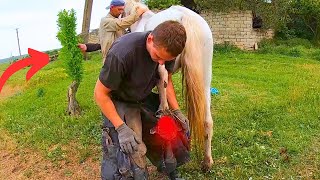 This horse COULDNT stand the smell was VERY HORRIBLE  full horse hoof cleaning [upl. by Nilorac]