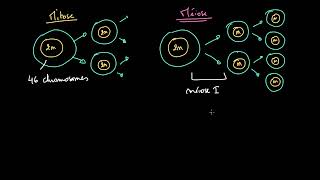 Comparaison entre mitose et méiose [upl. by Antonino]