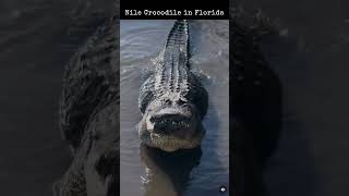 Nile Crocodile 🐊 crocodile florida shortsvideo youtubeshorts shorts shortsfeed [upl. by Ayatahs720]