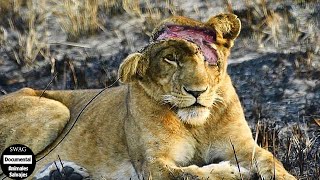 Dolorosos Que Ha Sufrido El León Mientras Cazaba A Su Presa Y ¿Qué Pasa Después  Animales Salvajes [upl. by Lurline35]