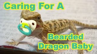 Bearded Dragon Baby Secrets Caring For Your Baby Bearded Dragon [upl. by Annauqaj]