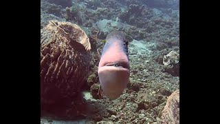 Triggerfish Attack in Amed Bali  Indonesia 4K [upl. by Sidhu]