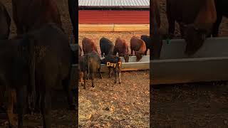 Feeding weaned calves day 7 [upl. by Smiley914]