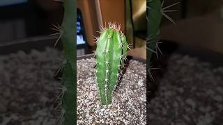 Stenocereus stellatus Red amp Orange Pitaya Surrounded by HIPOLITO COAHUILA LOPHOPHORA WILLIAMSII [upl. by Bastien]