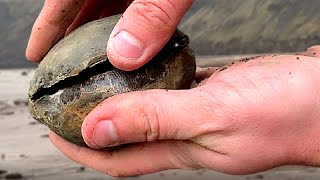 The Hunt For The Perfect Ammonite  Fossil Hunting [upl. by Conard]