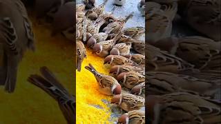 What beautiful birds pecking at grains bird🕊️ shorts birds sparrow trending shortvideo [upl. by Aitekram]