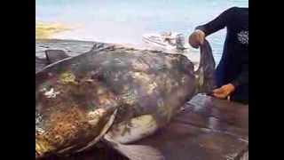 Goliath Grouper Jew Fish Andros the Bahamas [upl. by Annot9]