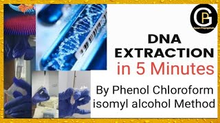 DNA extraction by Phenol Chloroform Isomyl Alcohol Method Part1 DNA Extraction Experiment [upl. by Geis]