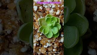 Pinguicula Esseriana quotTiny but mighty beautifulquot Esseriana CarnivorousPlants Pinguicula india [upl. by Trik481]