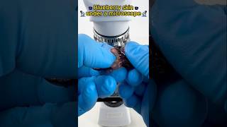 A 400x magnified blueberry skin will shock Americansshorts fyp science microscope usa [upl. by Schluter276]