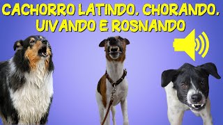 Som de Cachorro Latindo Chorando Uivando e Rosnando Barulho de Cachorro [upl. by Onifur119]