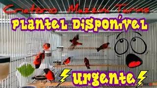 Pintassilgos Venezuelanos  Disponho de todo o meu plantel de aves 31 995844518 Zap [upl. by Aileve]