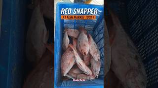 Fresh Red Snapper from the Fish Market Quality Catch of the Day [upl. by Cathrin943]