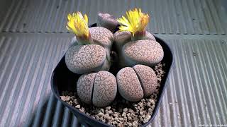 リトープス開花タイムラプス（短時間） Timelapse video of flower of Lithops short time ver [upl. by Pember]